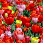 How Different Are Cryptocurrencies From What Came Before? How Different Are Cryptocurrencies From What Came Before?