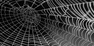 DAG Web Image