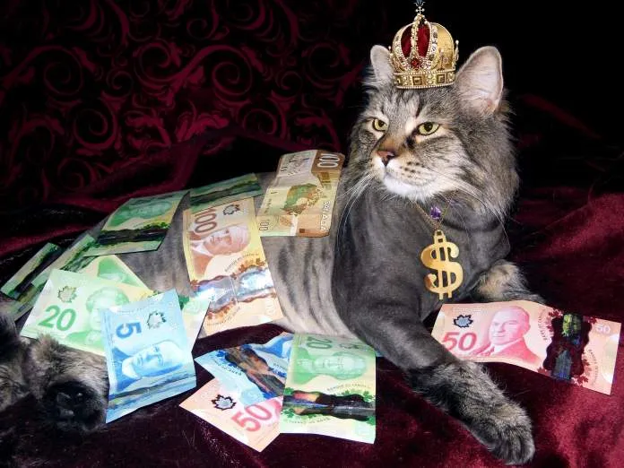 money cat wealth canadian money naked man canadian money canadian money canadian money canadian money canadian money