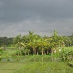 How Blockchain Technology Can Improve Farm Data How Blockchain Technology Can Improve Farm Data