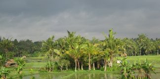 How Blockchain Technology Can Improve Farm Data