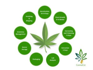 Cannacor: The Company Looking To Digitalize Cannabis Productions