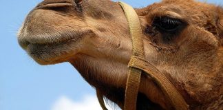 Saudi Arabia Begins Using Blockchain Tech To Transfer Funds Between Banks