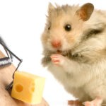 Margin Trading And Lending On The Crypto Market Margin Trading And Lending On The Crypto Market