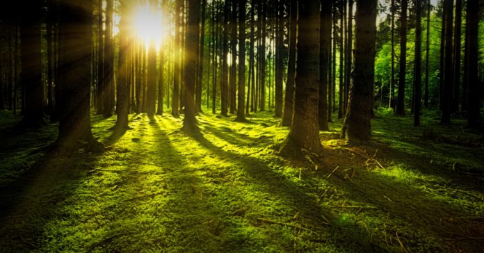 Klima DAO, Low-carbon economy, carbon offset