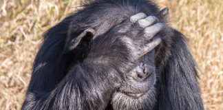 Bored Ape Yacht Club Loophole Exposed! Creator Can Mint Unlimited Apes