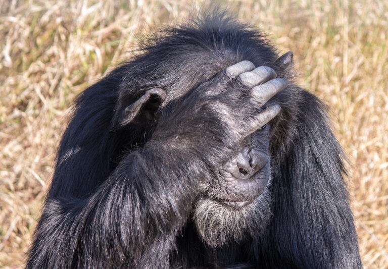 Bored Ape Yacht Club Loophole Exposed! Creator Can Mint Unlimited Apes